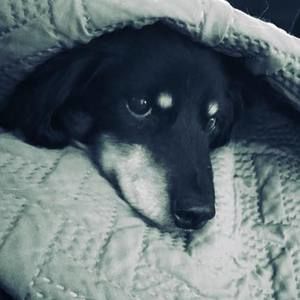 Meet your Posher, Betsy